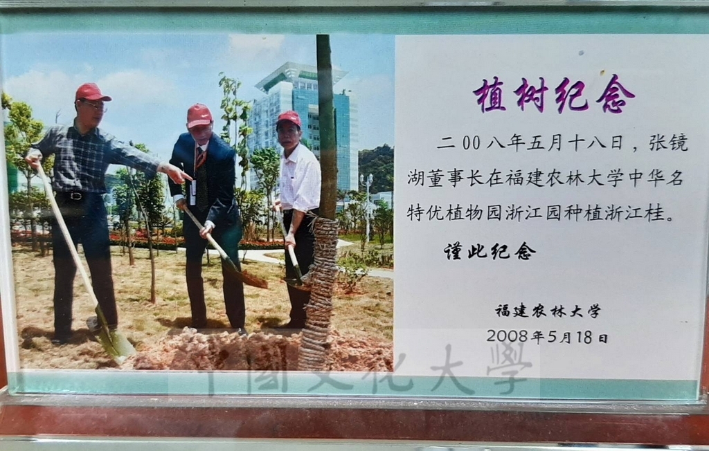 2008年5月18日董事長張鏡湖在福建農林大學中華名特優植物園浙江園種植浙江桂植樹紀念的圖檔，第1張，共2張