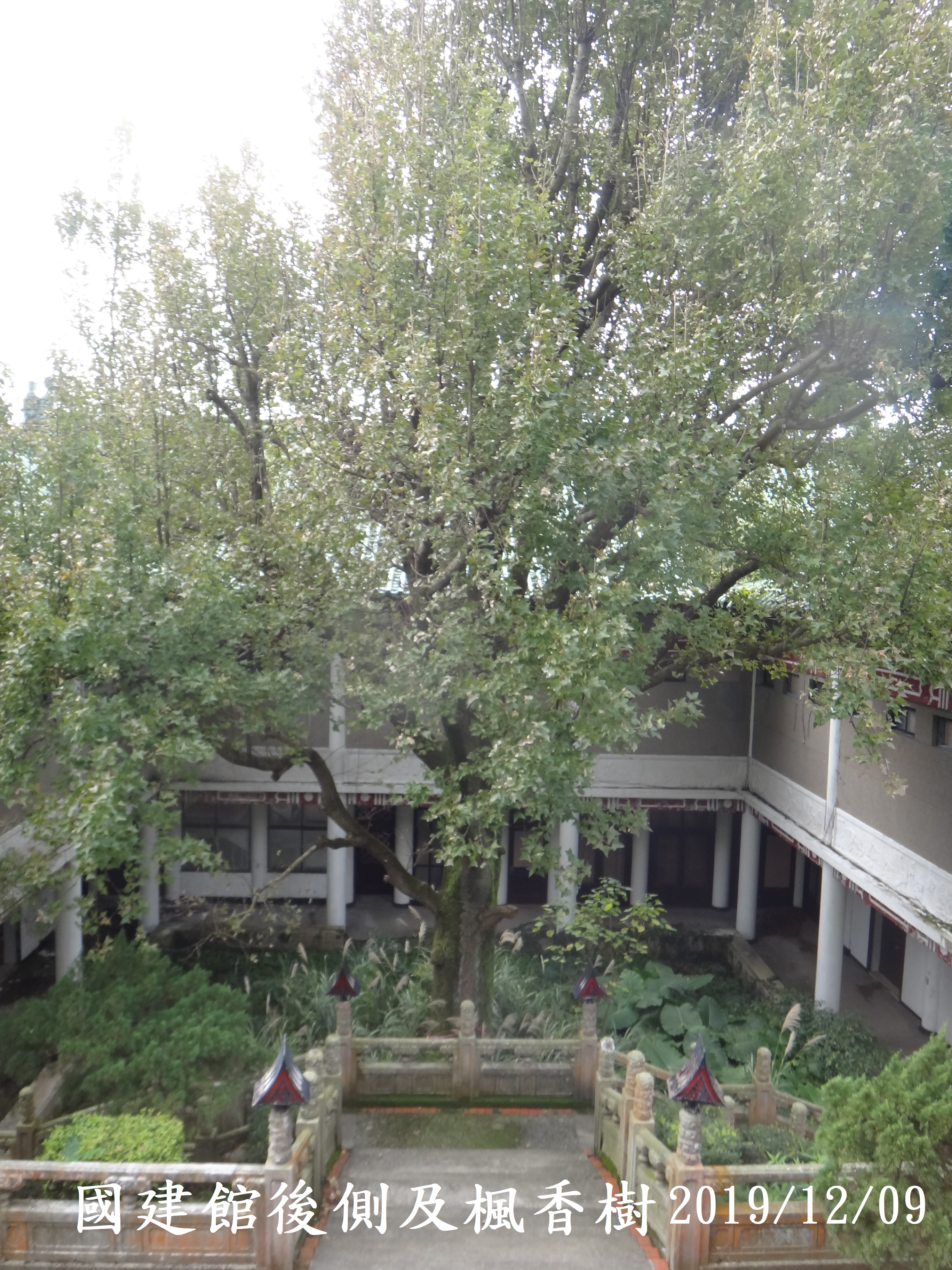 國建館後側及楓香樹